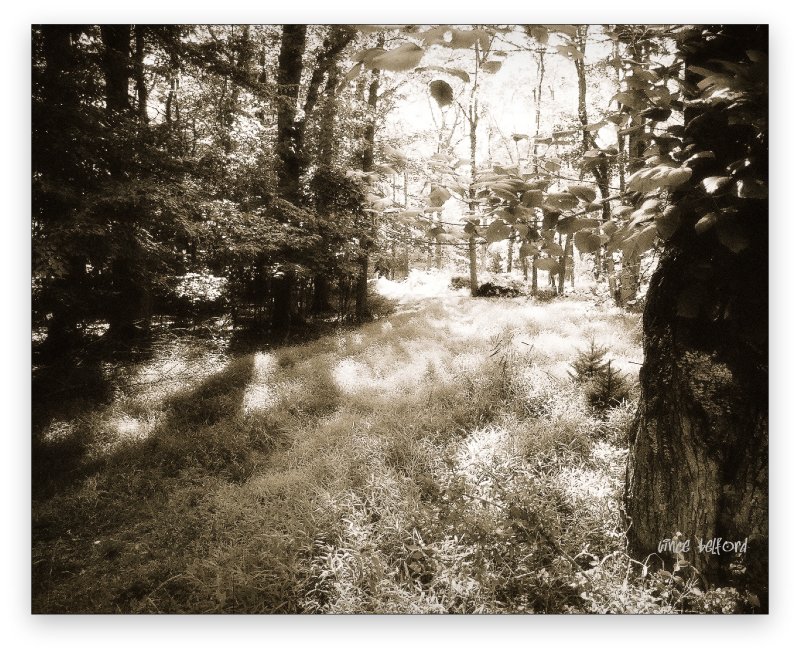 NATURE