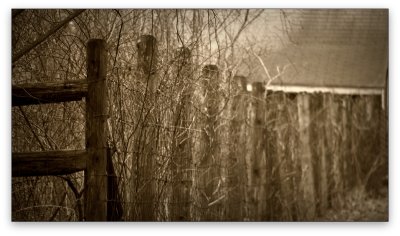 Fence and Fog