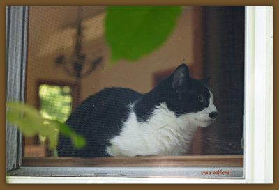 Kitty In The Window.jpg