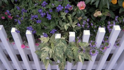 Picket Fence With Flowers