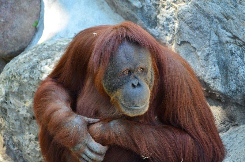 Pensive