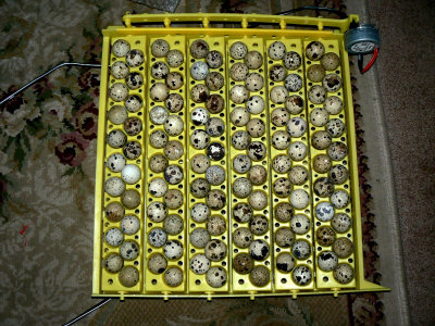 Quail Eggs.jpg