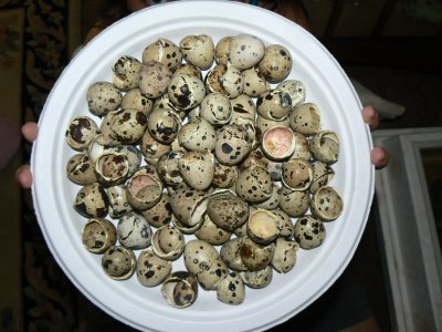 Egg  Shells.jpg