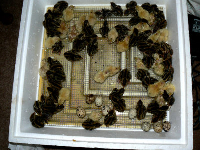More Chicks in Bator.jpg