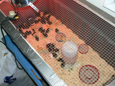 Other Photo in Brooder.jpg