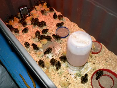 Quail in Brooder.jpg