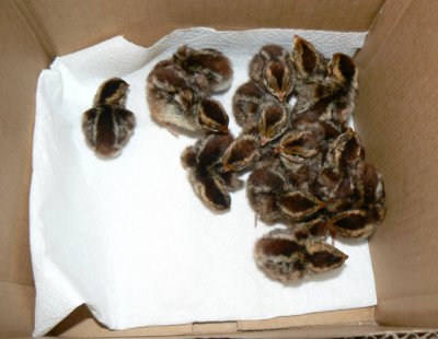 Butler first hatch oct. 1.jpg