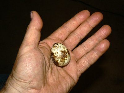 Egg in Hand.jpg