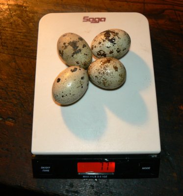 Four Big Eggs.jpg