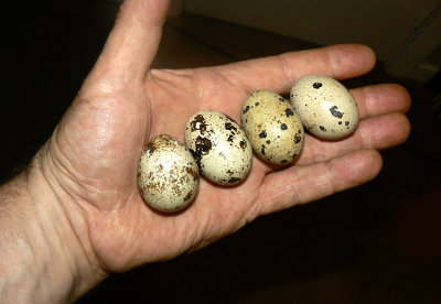 4 Big Eggs in Hand.jpg