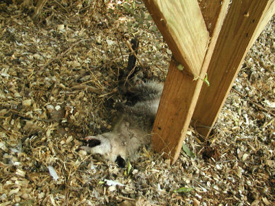 close up of possum.jpg