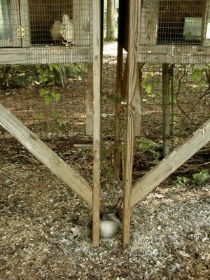 possum in 2 steel traps.jpg