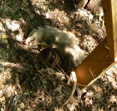 another possum in trap.jpg