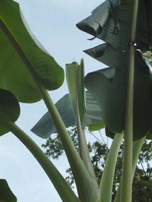 Flag-Leaf.jpg