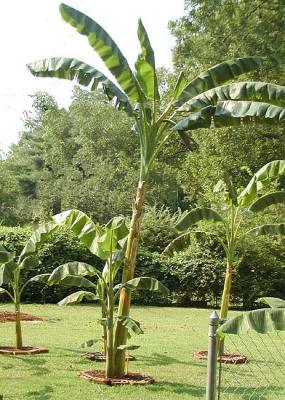 Big-Tree.jpg