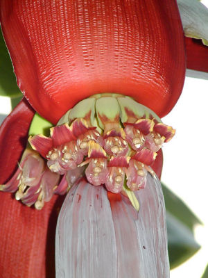 Bloom-one.jpg