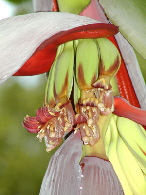 Bloom-three.jpg