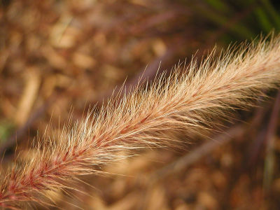 gRASS.jpg