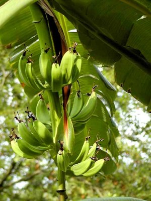Fruit2--7-24.jpg
