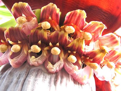 Orinoco Bloom2.jpg