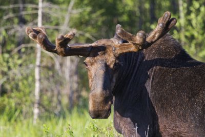 Bull closeup Ver2 1588.jpg