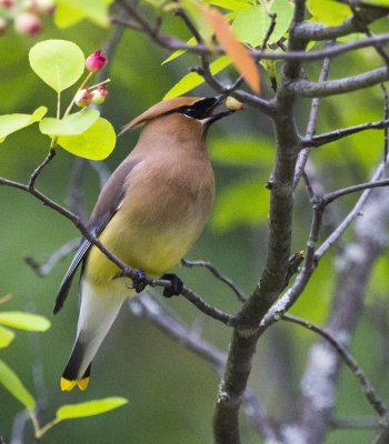 Waxwing 1967.jpg