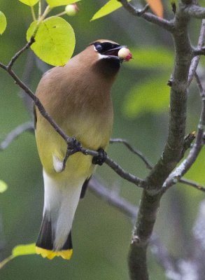 Waxwing 1966.jpg