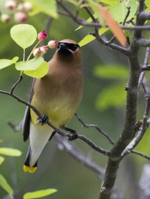 Waxwing 1965.jpg