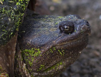 snapping_turtles