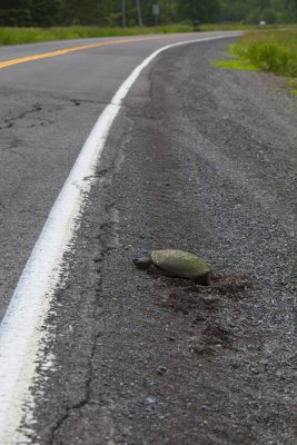 Turtle at Road 3109.jpg