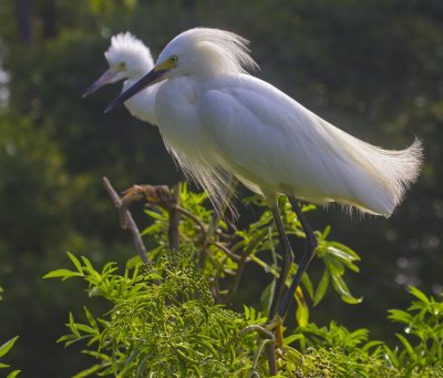 Egret 2186.jpg