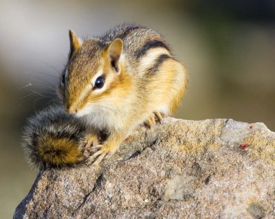 Chipmonk 2350.jpg