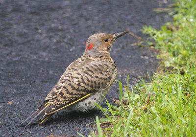 Flicker 2412.jpg