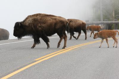 Bison On Road.jpg
