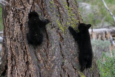 Cubs Climbing.jpg