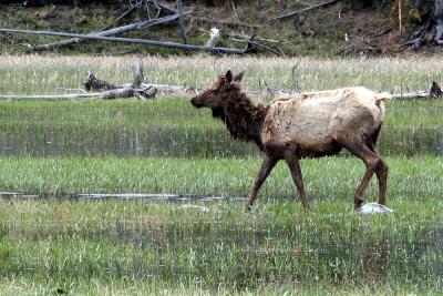 Elk Wading.jpg