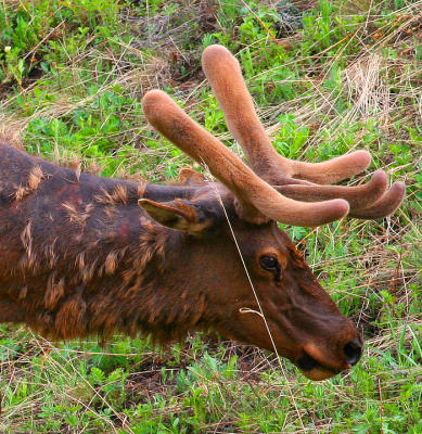 Elk in Velvet