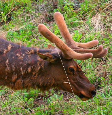 yellowstone