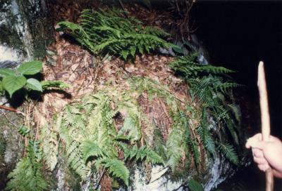 Birds Nest along the trail ..