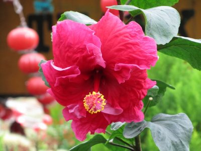 Flower