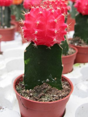 Cactus