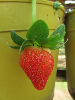 Strawberry