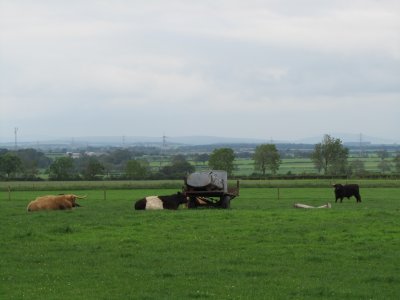 Gretna Green: Highland Cows