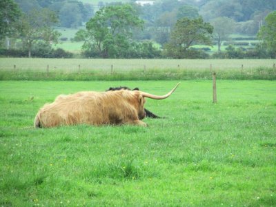 Gretna Green: Highland Cow