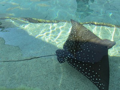 Sea World