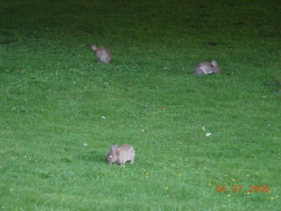 Rabbits in the Courtyard