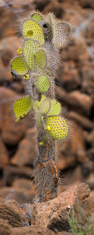 Cactus Panorama