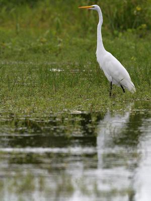 Great Egret (Ardea alba) 3