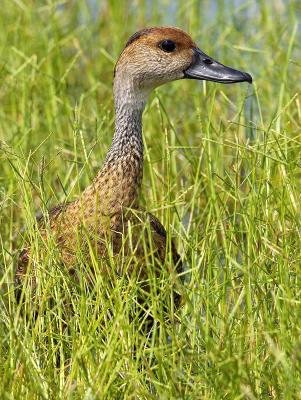 West Indian Whistling-Duck (Dendrocygna arborea) 2