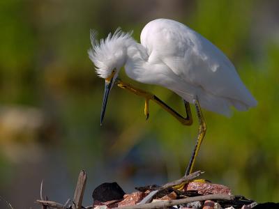 Snowy Egret (Egretta thula) 28